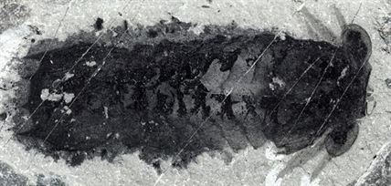 'Staring at me:' Oldest known spider ancestor found in B.C.'s Burgess Shale | iNFOnews.ca 'Staring at me:' Oldest known spider ancestor found in B.C.'s Burgess Shale | iNFOnews.ca