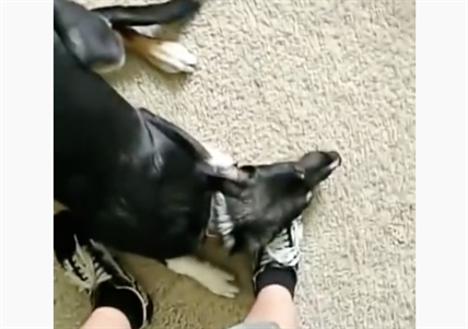 TRENDING NOW: Dog denies destroying dog training manual | iNFOnews.ca