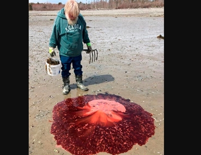 Summer of Blob: Maine sees more big, stinging jellyfish | iNFOnews.ca