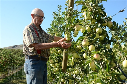 'My whole life has been in apples:' Davison Orchards from humble beginning to busy tourist spot | iNFOnews.ca