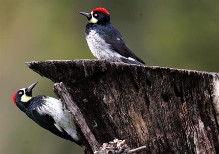 Even the sparrows: Extensive new study finds three-billion-bird decline | iNFOnews.ca