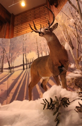 Stuffed deer centrepiece of Nazarene church display | iNFOnews.ca