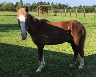 Last Sable Island horse in captivity dies at wildlife park in Nova Scotia | iNFOnews.ca