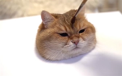 TRENDING NOW: Master the unique art of cat painting | iNFOnews.ca