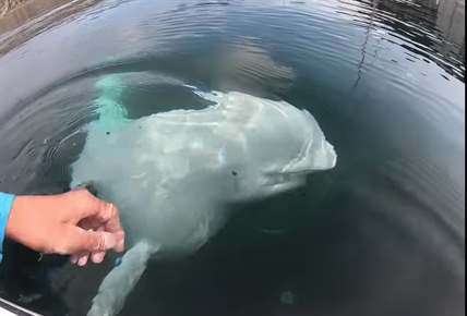 TRENDING NOW: That's a good beluga | iNFOnews.ca