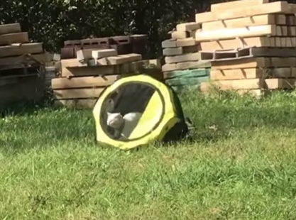 TRENDING NOW: Can't stop this cat | iNFOnews.ca