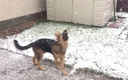TRENDING NOW: Dog's day in the Manitoba snow | iNFOnews.ca
