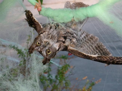 Some tips to make Halloween decor less scary for wildlife | iNFOnews.ca