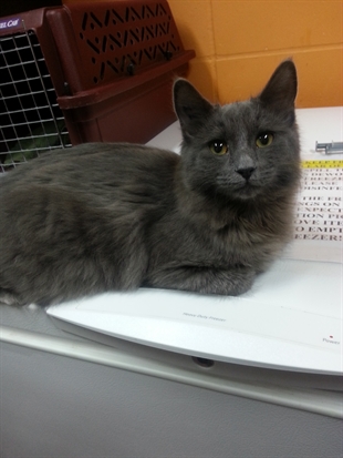 Looking for a forever home, Penticton SPCA Pets of the Week | iNFOnews.ca Looking for a forever home, Penticton SPCA Pets of the Week | iNFOnews.ca