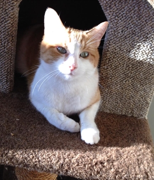 Looking for a forever home, Vernon SPCA pets of the week | iNFOnews.ca Looking for a forever home, Vernon SPCA pets of the week | iNFOnews.ca