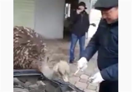 TRENDING NOW: Nothing to see here, just an ostrich mechanic | iNFOnews.ca