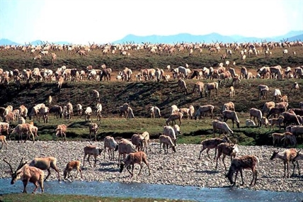 Critics gear up for response to lease sale in Arctic refuge | iNFOnews.ca