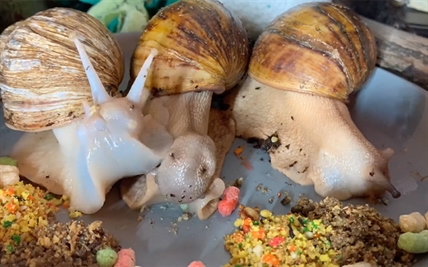 TRENDING NOW: Snail snack | iNFOnews.ca