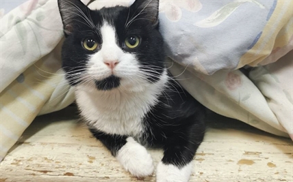 Looking for a forever home; Penticton SPCA pet of the week | iNFOnews.ca Looking for a forever home; Penticton SPCA pet of the week | iNFOnews.ca