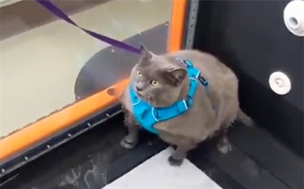 TRENDING NOW: Fat cat's 'work out' goes viral | iNFOnews.ca
