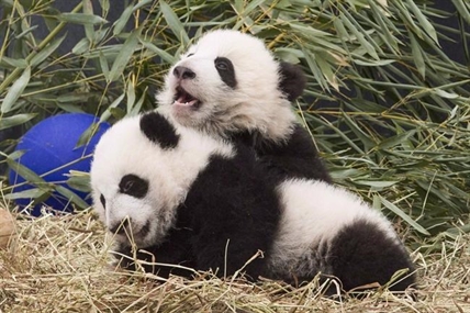Permits and challenges delay transfer of panda cubs from Calgary to China | iNFOnews.ca