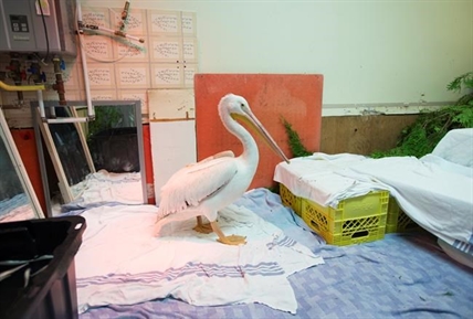Injured endangered American white pelican faces long road to recovery | iNFOnews.ca