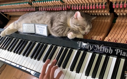 TRENDING NOW: A musical cat massage | iNFOnews.ca TRENDING NOW: A musical cat massage | iNFOnews.ca