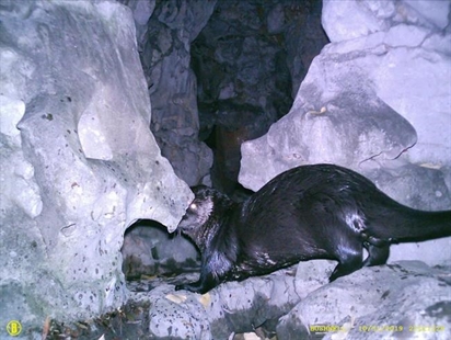 River otter likely snuck through open gates to get to Vancouver koi pond | iNFOnews.ca River otter likely snuck through open gates to get to Vancouver koi pond | iNFOnews.ca
