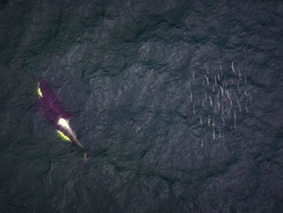Scientists using aerial drones to compare northern and southern whale behaviour | iNFOnews.ca