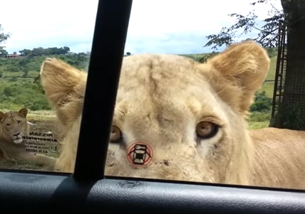 TRENDING NOW: Safari surprise for unsuspecting family | iNFOnews.ca