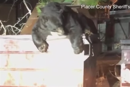 TRENDING NOW: Dumpster-diving bear rescued by police | iNFOnews.ca
