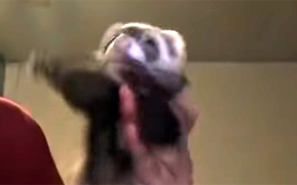 TRENDING NOW: Funky ferret has some moves | iNFOnews.ca TRENDING NOW: Funky ferret has some moves | iNFOnews.ca