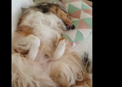 TRENDING NOW: Dog literally sings in its sleep | iNFOnews.ca