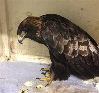 B.C. wildlife experts urge hunters to switch ammo to stop lead poisoning in birds | iNFOnews.ca