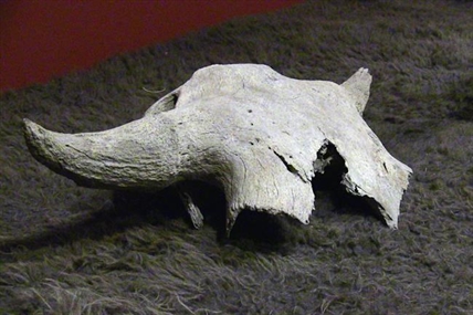 'Welcome home:' More than 2,000-year-old bison skull returned to Blackfoot | iNFOnews.ca 'Welcome home:' More than 2,000-year-old bison skull returned to Blackfoot | iNFOnews.ca