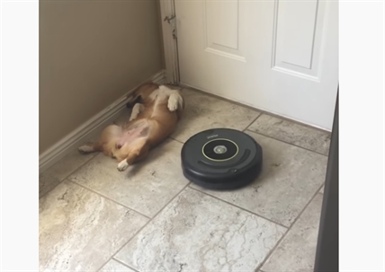 TRENDING NOW: Puppy sleeps while vacuum runs | iNFOnews.ca