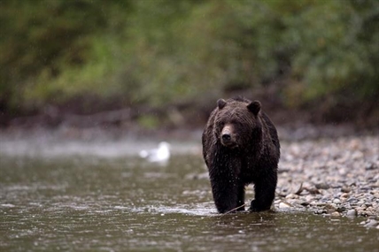 B.C. tour company ordered to pay $35K for using bait to attract bears | iNFOnews.ca B.C. tour company ordered to pay $35K for using bait to attract bears | iNFOnews.ca