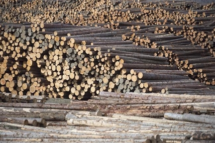 B.C. forest industry facing uncertain future as mills close across province | iNFOnews.ca B.C. forest industry facing uncertain future as mills close across province | iNFOnews.ca