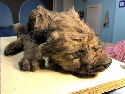 iN VIDEO: Russian scientists present ancient puppy found in permafrost | iNFOnews.ca