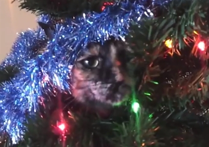 Cats, kittens and Christmas trees | iNFOnews.ca Cats, kittens and Christmas trees | iNFOnews.ca