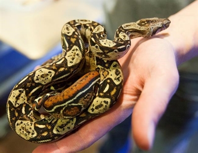 Salmonella outbreak in six provinces linked to snakes and rodents | iNFOnews.ca