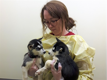 BCSPCA looking for help caring for 17 rescued husky puppies | iNFOnews.ca