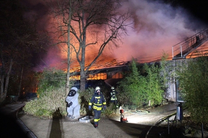 3 women investigated for causing deadly blaze at German zoo with sky lanterns | iNFOnews.ca