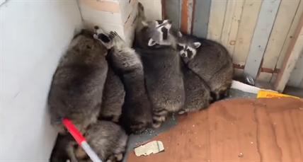 TRENDING NOW: Chunky raccoons get evicted | iNFOnews.ca