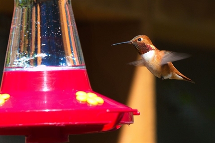 Resident hummingbirds suffer in frigid weather on B.C.'s south coast | iNFOnews.ca Resident hummingbirds suffer in frigid weather on B.C.'s south coast | iNFOnews.ca