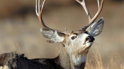 Deer culls loom in B.C. communities as politicians target urban bucks and does | iNFOnews.ca
