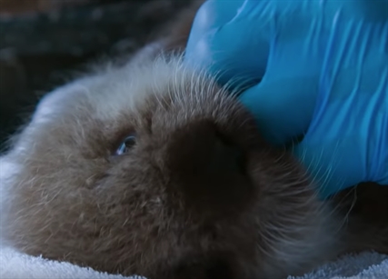 TRENDING NOW: Orphaned sea otter salon | iNFOnews.ca