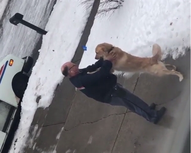 TRENDING NOW: Dog breaks through cliches by being ecstatic to see mailman | iNFOnews.ca TRENDING NOW: Dog breaks through cliches by being ecstatic to see mailman | iNFOnews.ca