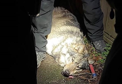 Wolf safely captured after wandering through Victoria near B.C. legislature | iNFOnews.ca