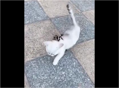 TRENDING NOW: Watch a sugar glider ride a kitten | iNFOnews.ca