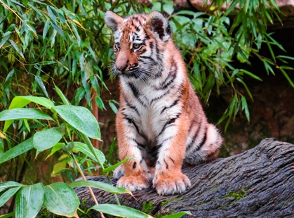 Man convicted of illegally owning tiger cub seen on YouTube | iNFOnews.ca
