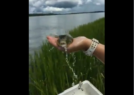 TRENDING NOW: Water spewing pufferfish shows audience how it deflates | iNFOnews.ca