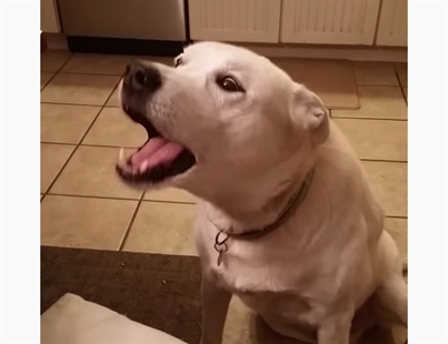 TRENDING NOW: Charlie the dog says, 'blah, blah, blah' | iNFOnews.ca
