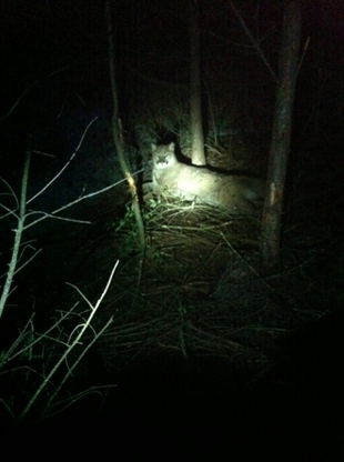 Cougar trapped, put down by conservation service | iNFOnews.ca Cougar trapped, put down by conservation service | iNFOnews.ca
