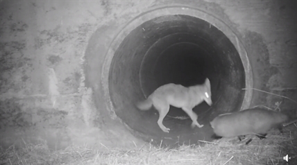TRENDING NOW: Coyote and badger BFFs | iNFOnews.ca